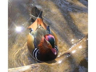 9597362 animal-photograph-slideshow