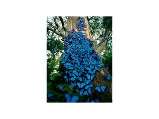 9597362 animal-photograph-slideshow