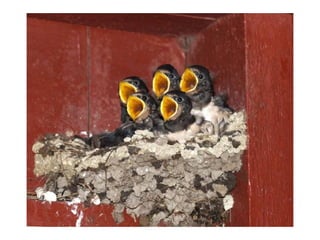 Animal photograph slideshow