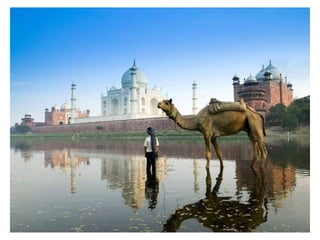 Animal photograph slideshow
