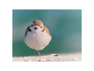 Animal photograph slideshow