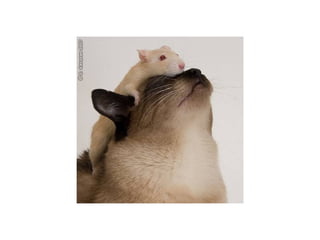 Animal photograph slideshow