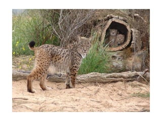 Animal photograph slideshow