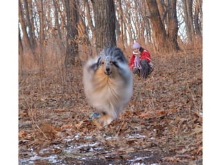 Animal photograph slideshow