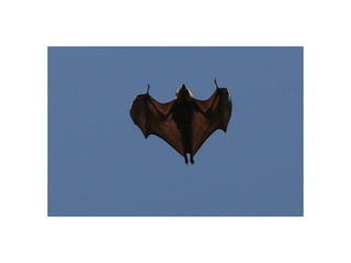 Animal photograph slideshow