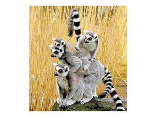 Animal photograph slideshow