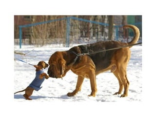 Animal photograph slideshow