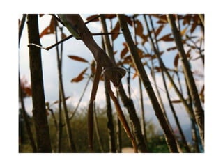 Animal photograph slideshow