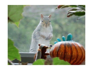Animal photograph slideshow