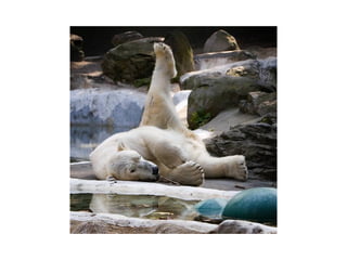 Animal photograph slideshow