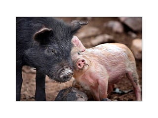 Animal photograph slideshow
