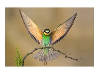 Animal photograph slideshow