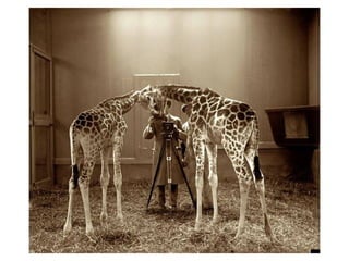 Animal photograph slideshow