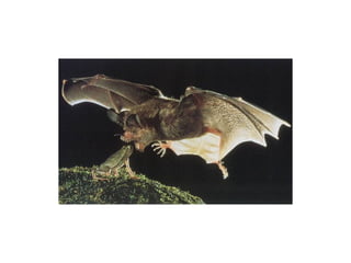 Animal photograph slideshow