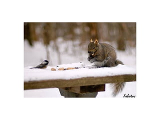 Animal photograph slideshow