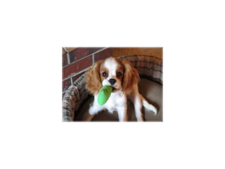 Animal photograph slideshow