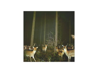 Animal photograph slideshow