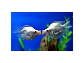 Animal photograph slideshow