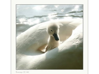 Animal photograph slideshow