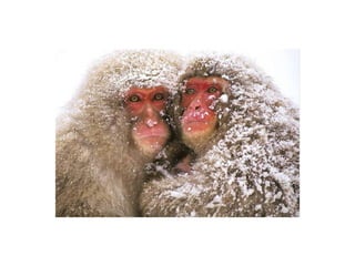 Animal photograph slideshow