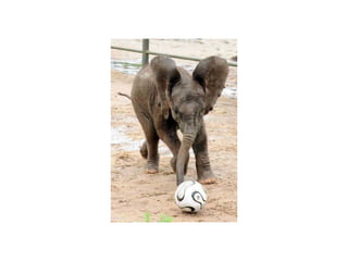 Animal photograph slideshow