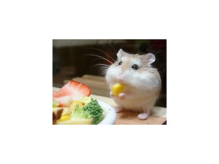 Animal photograph slideshow