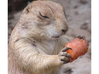 Animal photograph slideshow