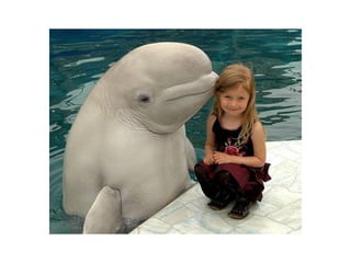Animal photograph slideshow