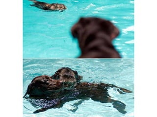 Animal photograph slideshow