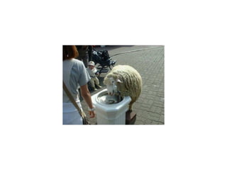 Animal photograph slideshow