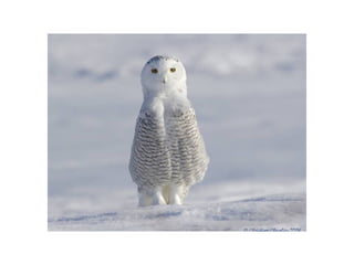 Animal photograph slideshow