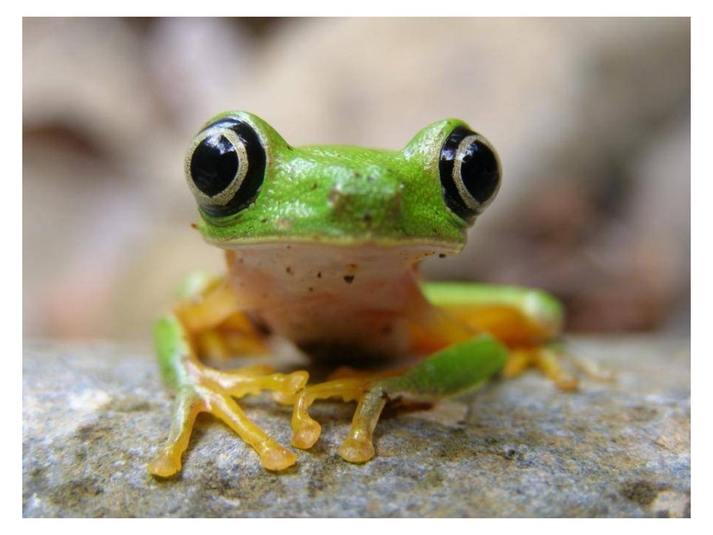 Animal photograph slideshow