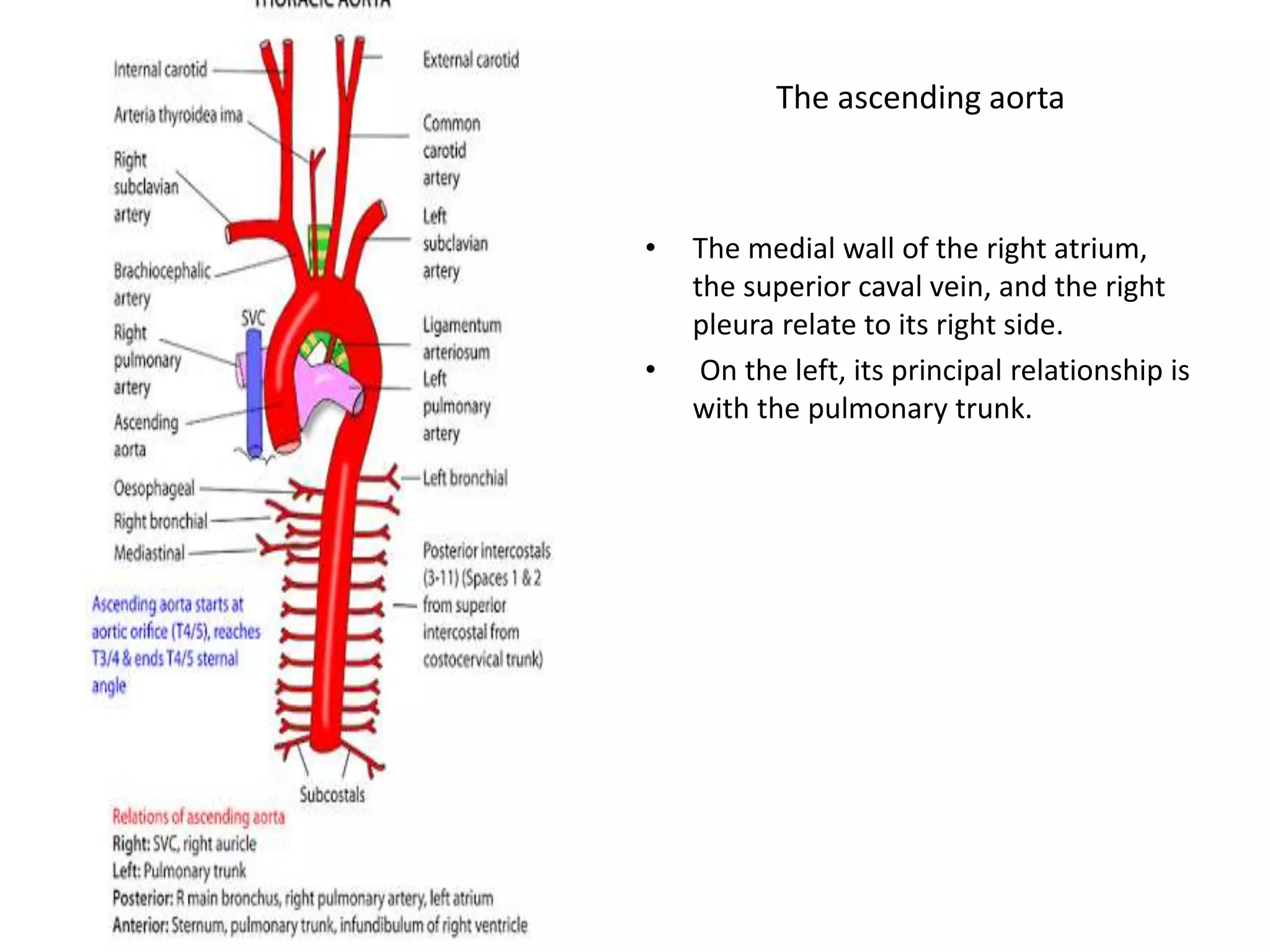 Aortic root anatomy DR NIKUNJ R SHEKHADA (MBBS,MS GEN SURG,DNB CTS SR ...