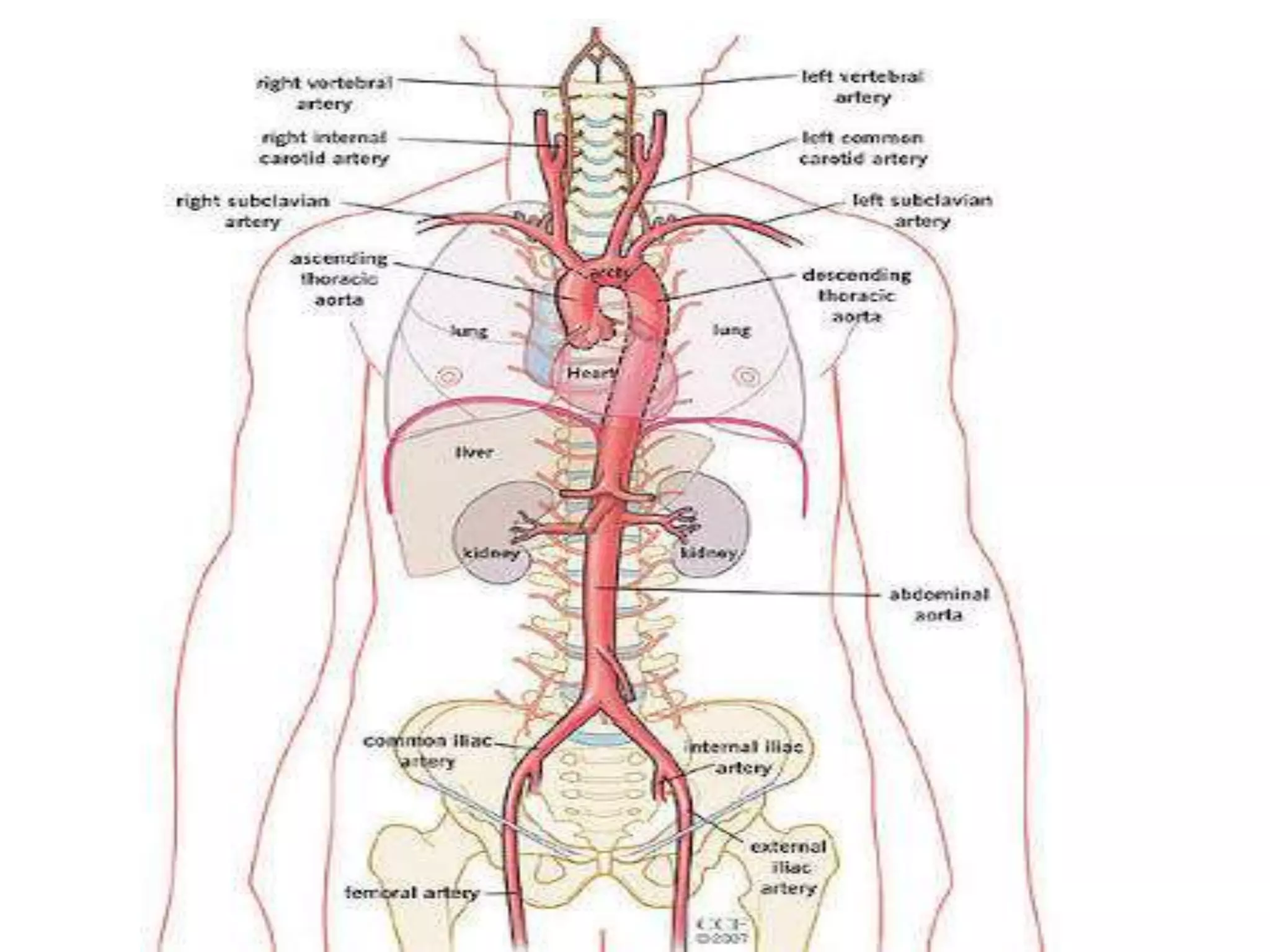 Aortic root anatomy DR NIKUNJ R SHEKHADA (MBBS,MS GEN SURG,DNB CTS SR ...