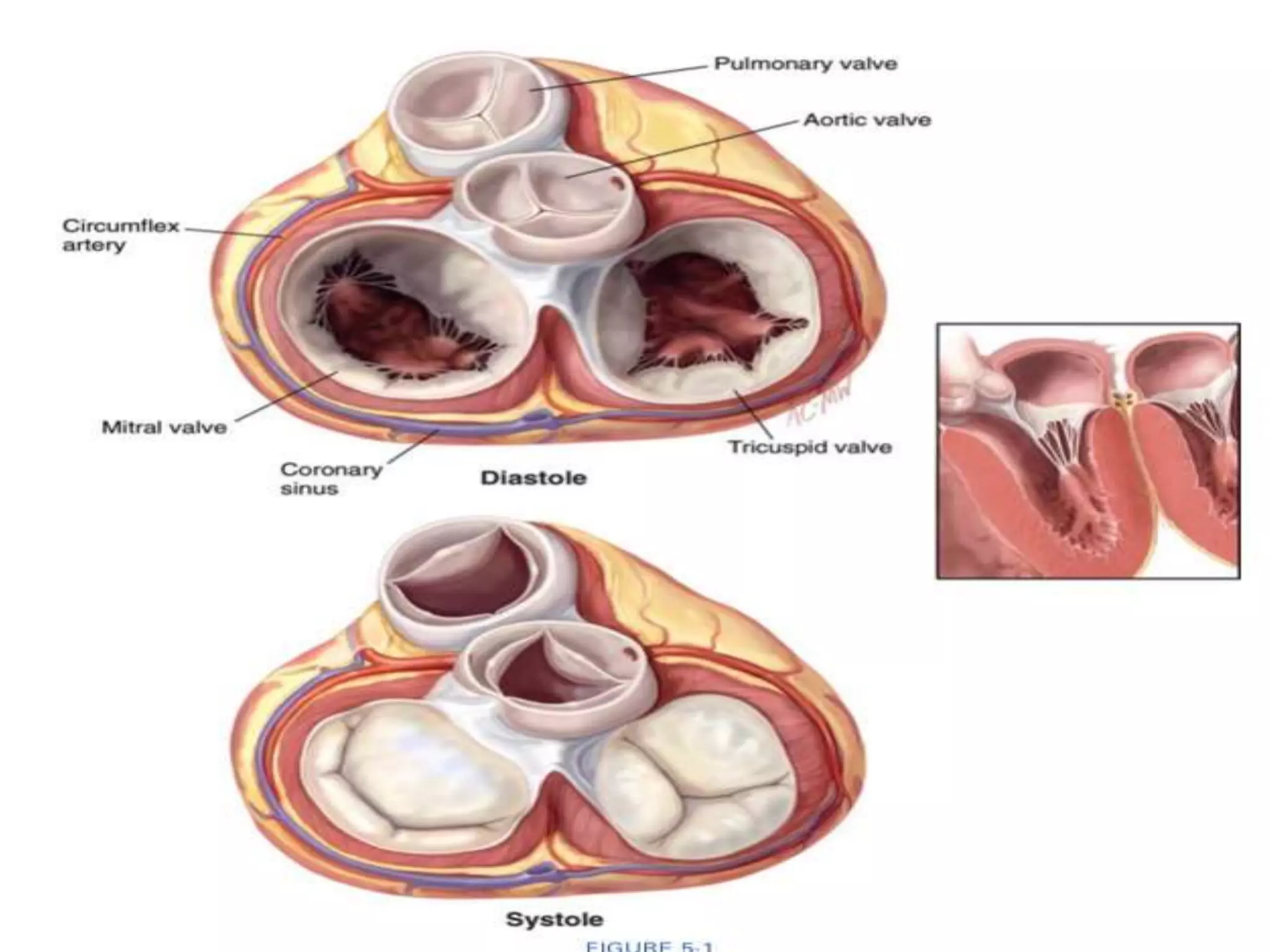Root Diam Aortic root anatomy DR NIKUNJ R SHEKHADA (MBBS,MS GEN SURG,DNB CTS SR ...