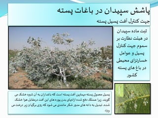 ‫پسته‬‫باغات‬ ‫در‬ ‫سپیدان‬‫پاشش‬
‫پسته‬ ‫پسیل‬ ‫آفت‬‫ل‬‫کنتر‬ ‫جهت‬
‫سپیدا‬ ‫ماده‬ ‫ثبت‬‫ن‬
‫ب‬ ‫ت‬‫ر‬‫نظا‬ ‫هیئت‬ ‫در‬‫ر‬
‫ل‬‫کنتر‬‫جهت‬ ‫سموم‬
‫عوامل‬ ‫و‬ ‫پسیل‬
‫محیطی‬ ‫ای‬‫ز‬‫ت‬‫ر‬‫خسا‬
‫پسته‬ ‫های‬ ‫باغ‬ ‫در‬
‫ر‬‫کشو‬
‫شیره‬ ‫آن‬‫به‬‫ان‬‫ر‬‫باغدا‬‫که‬ ‫است‬‫پسته‬‫آفت‬‫مهمترین‬‫پسته‬‫معمولی‬‫پسیل‬‫می‬‫خشک‬
‫گویند‬.‫خ‬‫هوا‬‫مقابل‬‫ر‬‫د‬‫آفت‬ ‫این‬‫های‬‫ه‬‫ر‬‫پو‬‫بدن‬‫انتهای‬‫ز‬‫ا‬‫شده‬‫دفع‬ ‫عسلک‬ ‫ا‬‫ر‬‫ی‬‫ز‬‫شک‬
‫خ‬‫ر‬‫د‬‫یر‬‫ز‬‫و‬ ‫برگها‬‫ی‬‫و‬‫ر‬‫که‬‫شود‬ ‫می‬‫مانندی‬‫شکر‬‫ر‬‫مدو‬‫های‬ ‫دانه‬‫به‬‫تبدیل‬،‫شده‬‫می‬‫ت‬
‫یزد‬‫ر‬.
 