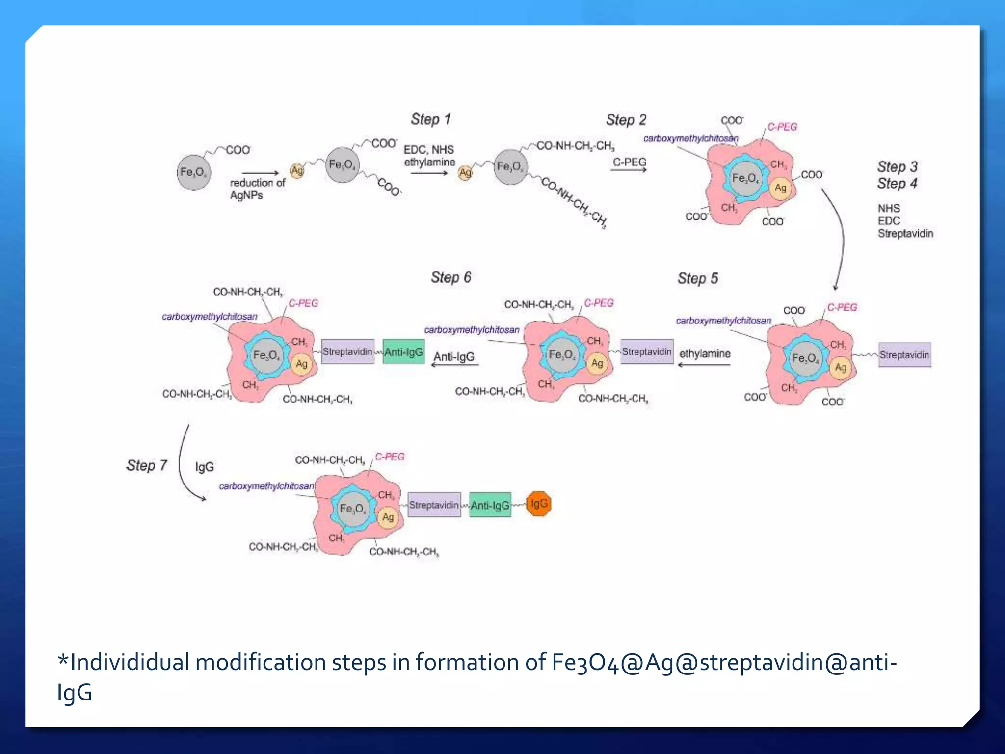 *Individidual modification steps in formation of Fe3O4@Ag@streptavidin@anti-
IgG
 