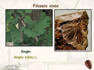 Fósseis vivos
Gingko
Gingko biloba L.
 