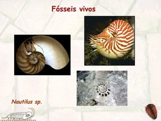 Fósseis vivos
Nautilus sp.
 