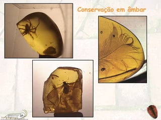 Conservação em âmbar
 