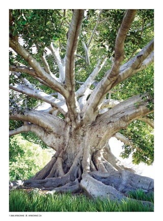 1.888.ARBONNE ARBONNE.CA
 