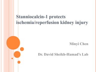 Minyi Chen
Dr. David Sheikh-Hamad’s Lab
Stanniocalcin-1 protects
ischemia/reperfusion kidney injury
 