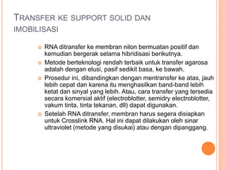 TRANSFER KE SUPPORT SOLID DAN
IMOBILISASI
 RNA ditransfer ke membran nilon bermuatan positif dan
kemudian bergerak selama hibridisasi berikutnya.
 Metode berteknologi rendah terbaik untuk transfer agarosa
adalah dengan elusi, pasif sedikit basa, ke bawah.
 Prosedur ini, dibandingkan dengan mentransfer ke atas, jauh
lebih cepat dan karena itu menghasilkan band-band lebih
ketat dan sinyal yang lebih. Atau, cara transfer yang tersedia
secara komersial aktif (electroblotter, semidry electroblotter,
vakum tinta, tinta tekanan, dll) dapat digunakan.
 Setelah RNA ditransfer, membran harus segera disiapkan
untuk Crosslink RNA. Hal ini dapat dilakukan oleh sinar
ultraviolet (metode yang disukai) atau dengan dipanggang.
 