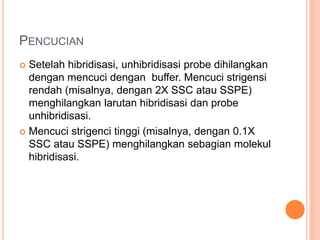 PENCUCIAN
 Setelah hibridisasi, unhibridisasi probe dihilangkan
dengan mencuci dengan buffer. Mencuci strigensi
rendah (misalnya, dengan 2X SSC atau SSPE)
menghilangkan larutan hibridisasi dan probe
unhibridisasi.
 Mencuci strigenci tinggi (misalnya, dengan 0.1X
SSC atau SSPE) menghilangkan sebagian molekul
hibridisasi.
 