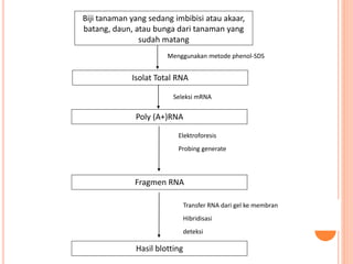 Biji tanaman yang sedang imbibisi atau akaar,
batang, daun, atau bunga dari tanaman yang
sudah matang
Isolat Total RNA
Poly (A+)RNA
Menggunakan metode phenol-SDS
Elektroforesis
Probing generate
Fragmen RNA
Hasil blotting
Transfer RNA dari gel ke membran
Hibridisasi
deteksi
Seleksi mRNA
 