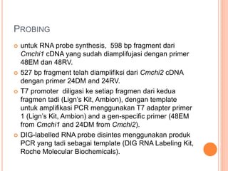 PROBING
 untuk RNA probe synthesis, 598 bp fragment dari
Cmchi1 cDNA yang sudah diamplifujasi dengan primer
48EM dan 48RV.
 527 bp fragment telah diamplifiksi dari Cmchi2 cDNA
dengan primer 24DM and 24RV.
 T7 promoter diligasi ke setiap fragmen dari kedua
fragmen tadi (Lign’s Kit, Ambion), dengan template
untuk amplifikasi PCR menggunakan T7 adapter primer
1 (Lign’s Kit, Ambion) and a gen-specific primer (48EM
from Cmchi1 and 24DM from Cmchi2).
 DIG-labelled RNA probe disintes menggunakan produk
PCR yang tadi sebagai template (DIG RNA Labeling Kit,
Roche Molecular Biochemicals).
 