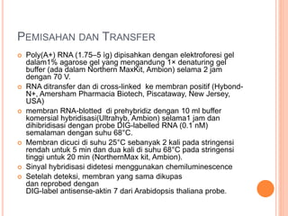 PEMISAHAN DAN TRANSFER
 Poly(A+) RNA (1.75–5 ìg) dipisahkan dengan elektroforesi gel
dalam1% agarose gel yang mengandung 1× denaturing gel
buffer (ada dalam Northern MaxKit, Ambion) selama 2 jam
dengan 70 V.
 RNA ditransfer dan di cross-linked ke membran positif (Hybond-
N+, Amersham Pharmacia Biotech, Piscataway, New Jersey,
USA)
 membran RNA-blotted di prehybridiz dengan 10 ml buffer
komersial hybridisasi(Ultrahyb, Ambion) selama1 jam dan
dihibridisasi dengan probe DIG-labelled RNA (0.1 nM)
semalaman dengan suhu 68°C.
 Membran dicuci di suhu 25°C sebanyak 2 kali pada stringensi
rendah untuk 5 min dan dua kali di suhu 68°C pada stringensi
tinggi untuk 20 min (NorthernMax kit, Ambion).
 Sinyal hybridisasi didetesi menggunakan chemiluminescence
 Setelah deteksi, membran yang sama dikupas
dan reprobed dengan
DIG-label antisense-aktin 7 dari Arabidopsis thaliana probe.
 