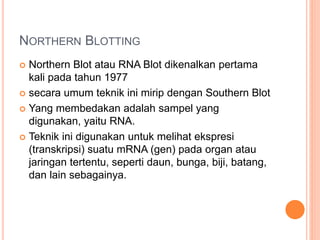 NORTHERN BLOTTING
 Northern Blot atau RNA Blot dikenalkan pertama
kali pada tahun 1977
 secara umum teknik ini mirip dengan Southern Blot
 Yang membedakan adalah sampel yang
digunakan, yaitu RNA.
 Teknik ini digunakan untuk melihat ekspresi
(transkripsi) suatu mRNA (gen) pada organ atau
jaringan tertentu, seperti daun, bunga, biji, batang,
dan lain sebagainya.
 