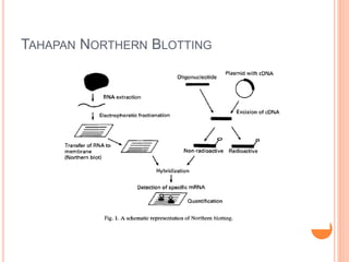TAHAPAN NORTHERN BLOTTING
 