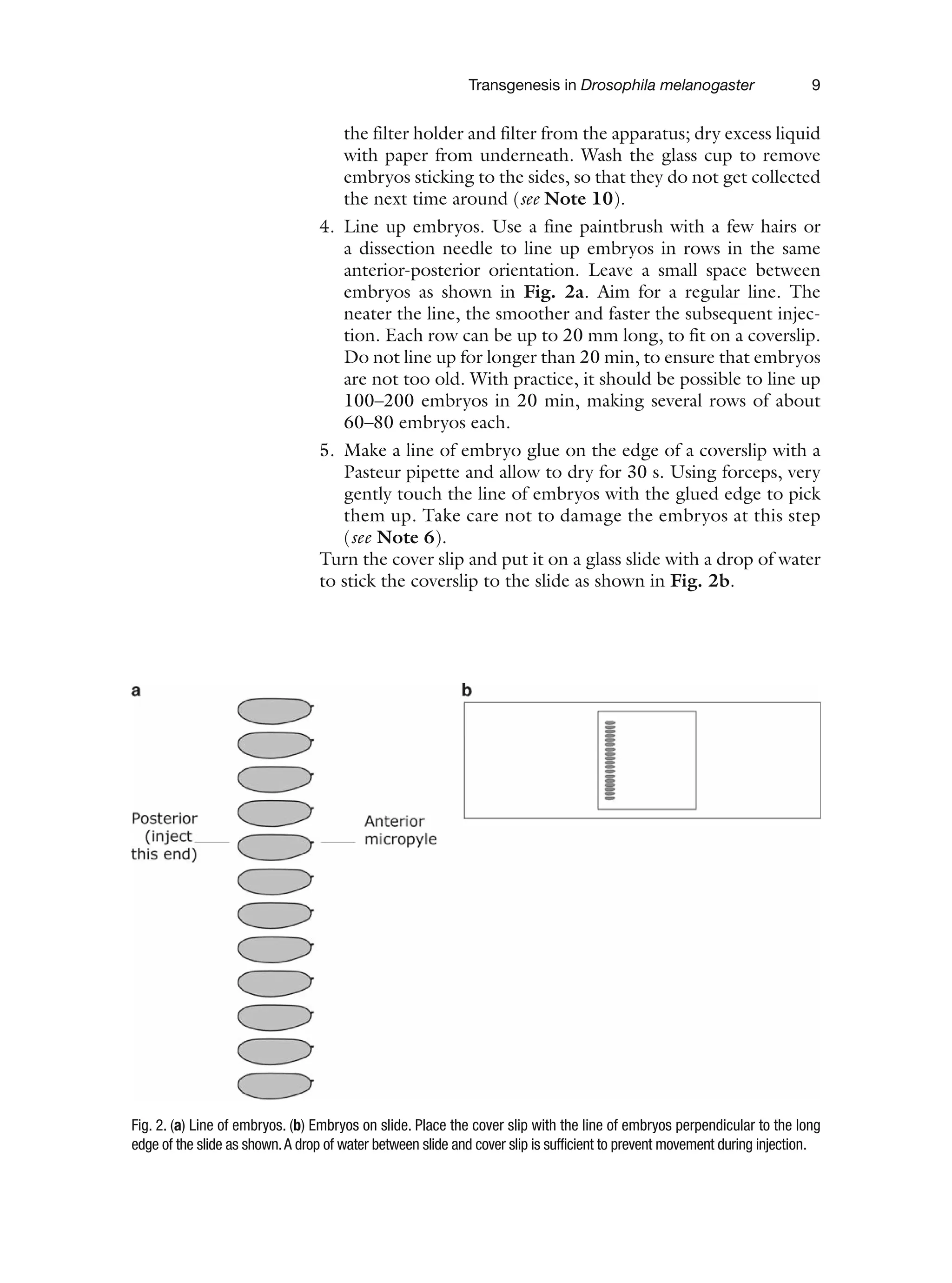 Transgenesis in Drosophila melanogaster 9
the filter holder and filter from the apparatus; dry excess liquid
with paper from underneath. Wash the glass cup to remove
embryos sticking to the sides, so that they do not get collected
the next time around (see Note 10).
4. Line up embryos. Use a fine paintbrush with a few hairs or
a dissection needle to line up embryos in rows in the same
anterior-posterior orientation. Leave a small space between
embryos as shown in Fig. 2a. Aim for a regular line. The
neater the line, the smoother and faster the subsequent injec-
tion. Each row can be up to 20 mm long, to fit on a coverslip.
Do not line up for longer than 20 min, to ensure that embryos
are not too old. With practice, it should be possible to line up
100–200 embryos in 20 min, making several rows of about
60–80 embryos each.
5. Make a line of embryo glue on the edge of a coverslip with a
Pasteur pipette and allow to dry for 30 s. Using forceps, very
gently touch the line of embryos with the glued edge to pick
them up. Take care not to damage the embryos at this step
(see Note 6).
Turn the cover slip and put it on a glass slide with a drop of water
to stick the coverslip to the slide as shown in Fig. 2b.
Fig. 2. (a) Line of embryos. (b) Embryos on slide. Place the cover slip with the line of embryos perpendicular to the long
edge of the slide as shown.A drop of water between slide and cover slip is sufficient to prevent movement during injection.
 